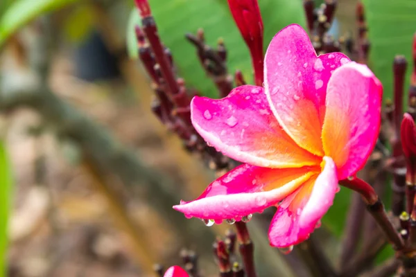 Pembe çiçekler veya Plumeria obtusa bahçede su damlaları.