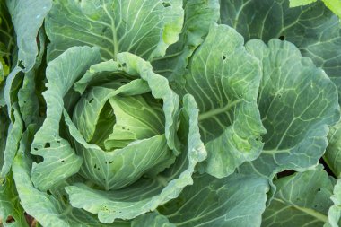 Çiftlik arazi üzerinde yetiştirilen lahana.