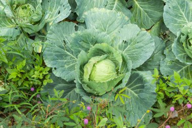 Çiftlik arazi üzerinde yetiştirilen lahana.