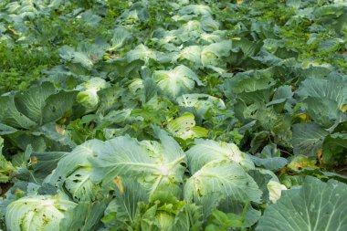 Lahana hasat alanında.