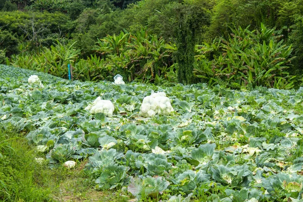 Cabbage Bag Fresh Farm — Stock Photo, Image