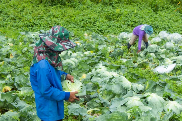 Petani Sedang Memanen Ladang Kubis — Stok Foto