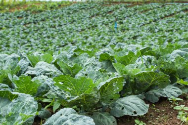 Çiftlik arazi üzerinde yetiştirilen lahana.