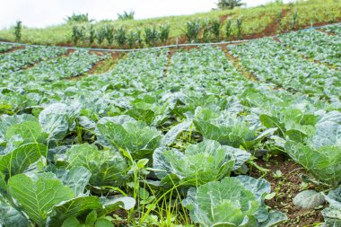 Çiftlik arazi üzerinde yetiştirilen lahana.