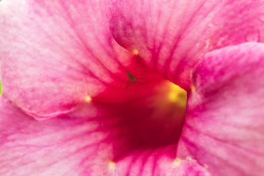 Pembe çiçekler örümcek.