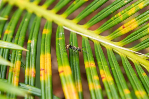 Hormiga Negra Sobre Una Hoja Jardín —  Fotos de Stock