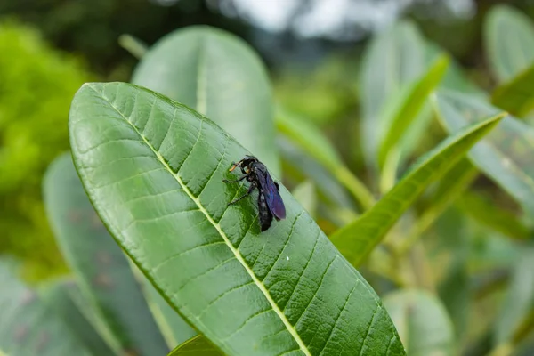Insecto Negro Sobre Una Hoja Jardín —  Fotos de Stock