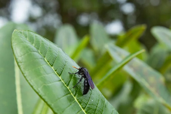 Insecto Negro Sobre Una Hoja Jardín —  Fotos de Stock