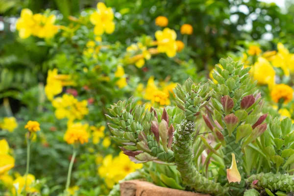 Prydnads Hampa Cactus Bakgrund Gula Blommor Trädgården — Stockfoto