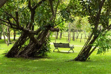 Parkta çim sandalye.