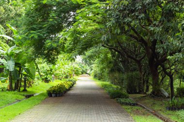 Parkta ağaçların dolu çalıştırmak için yol