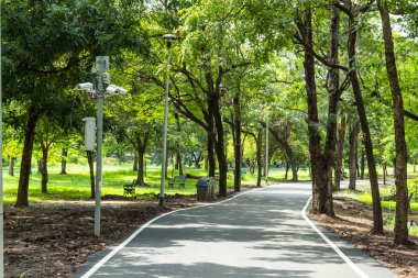 Parkta ağaçların dolu çalıştırmak için yol