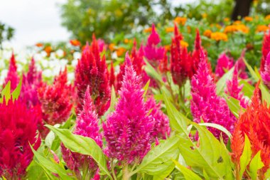 Tüylü cockscomb çiçek ya da bahçede Celosia argentea.