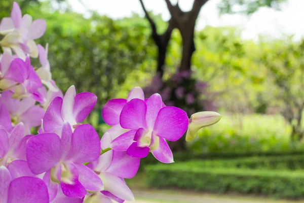 Parkta Pembe Orkide Çiçekler — Stok fotoğraf