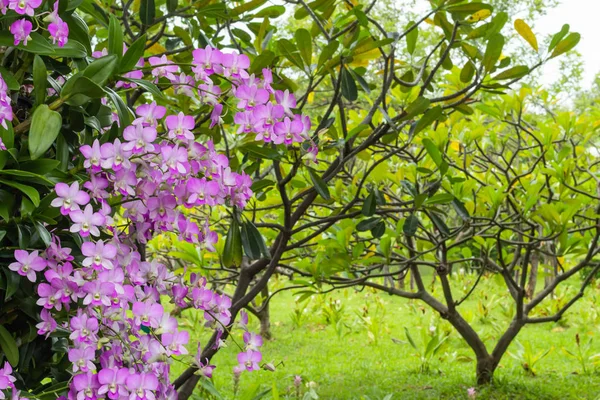 Flores Orquídea Rosa Parque — Foto de Stock