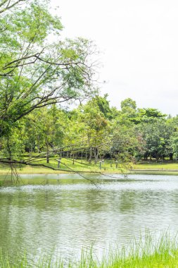 Gölet ve ağaçlar Park.