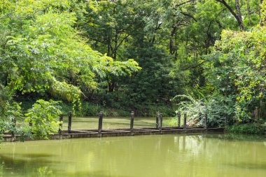Gölet ve ağaçlar Park.