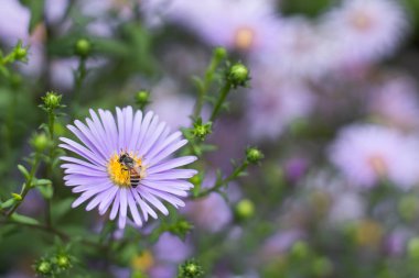 Arı Symphyotrichum novae-angliae Gardens üzerinde.