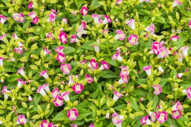 Pembe Torenia Fournieri çiçek bahçesinde.