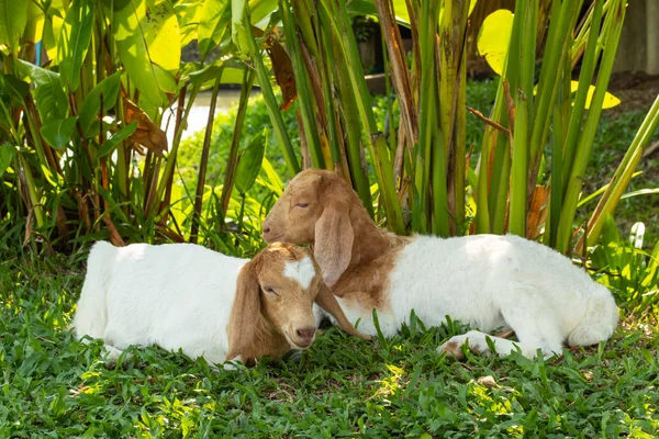 Kozy Śpiące Chodniku Trawie — Zdjęcie stockowe