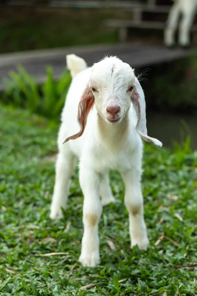 White Goat Grass Park — Stock Photo, Image