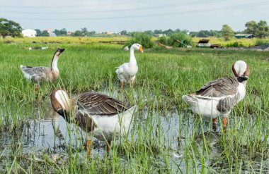 Su çimenlerin üzerinde kaz.