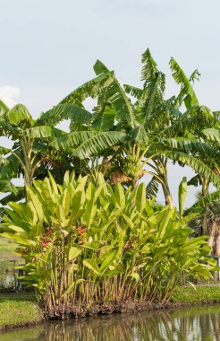 Kırmızı STERLİÇYA Viktorya AIT ve muz ağaçları havuzun boyunca.
