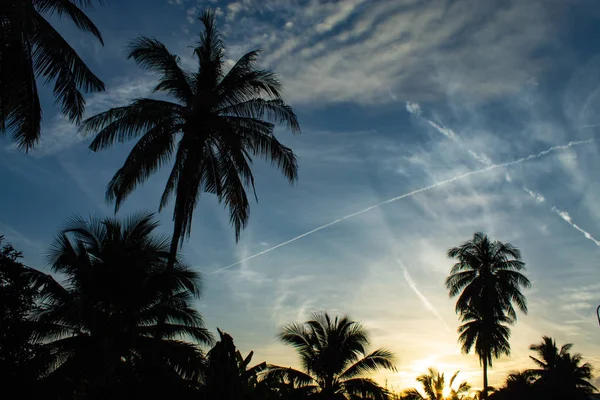 Beautiful mornings with light clouds and coconut trees.