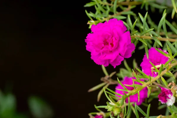 Różowy Portulaka Warzywna Bloom Kwiat Ogrodzie — Zdjęcie stockowe