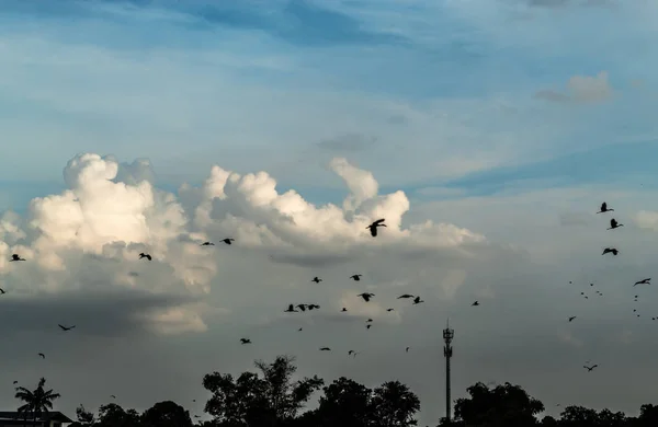 Bandadas Aves Que Vuelan Cielo —  Fotos de Stock