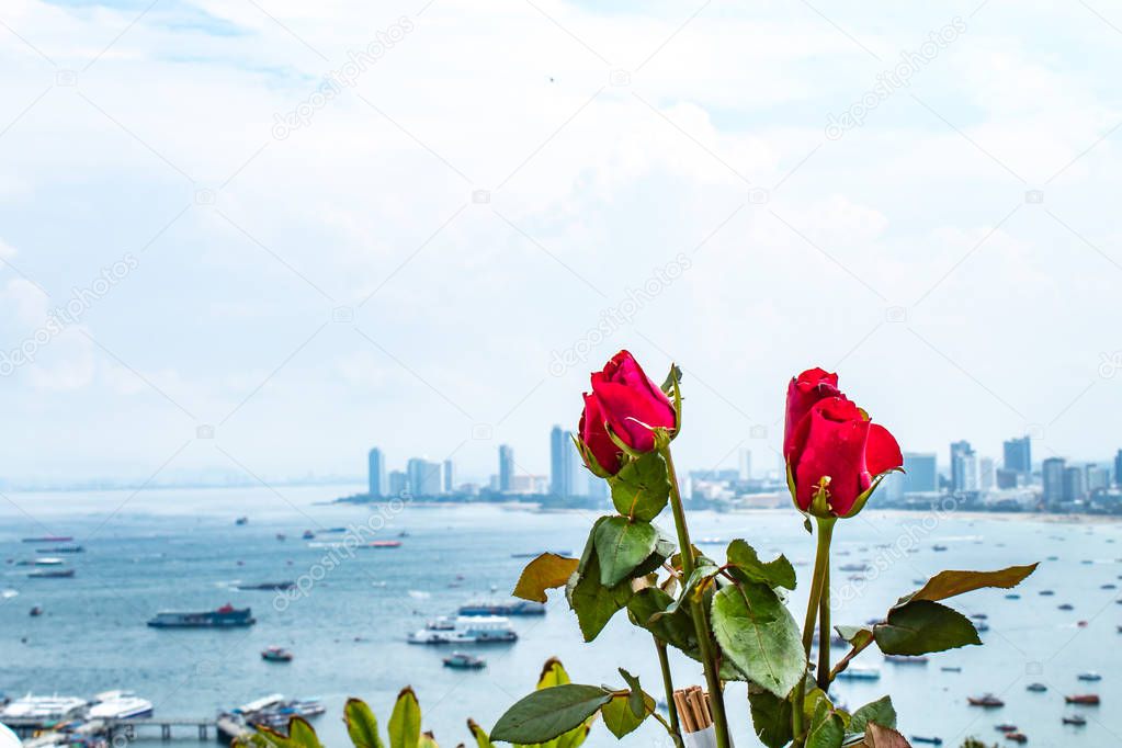 Red rose and sea views of Pattaya ,Thailand.