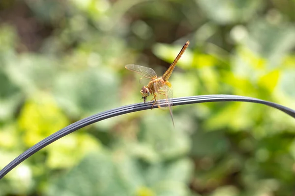 Brown dragonfly eating insects on  black cable.