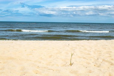 Kum deniz üzerinde küçük ağaçlar.