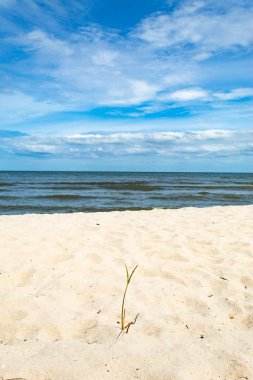 Kum deniz üzerinde küçük ağaçlar.