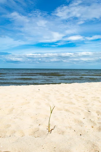 Kum deniz üzerinde küçük ağaçlar.