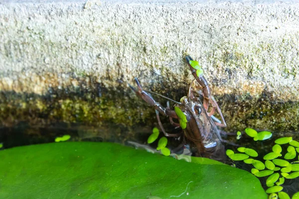 Camarones Cangrejos Río Sobre Una Hoja Loto Estanque —  Fotos de Stock