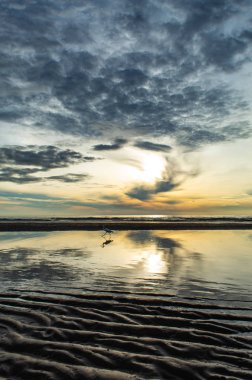 Plaj ve güneş sabah beyaz kuşlar.