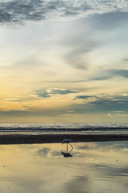 Plaj ve güneş sabah beyaz kuşlar.