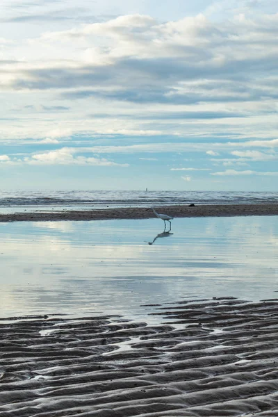 Plaj Güneş Sabah Beyaz Kuşlar — Stok fotoğraf