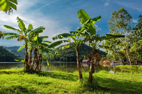 Бананові Дерева Газоні Фон Гір Води — стокове фото