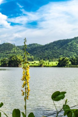 Havzanın, arka plan dağlar ve su sarı çiçek.