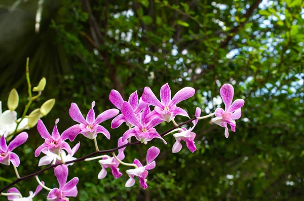 Orchideje Zadní Straně Zelený List — Stock fotografie