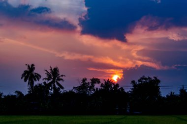Paddy alanları ve ağaçların arkasında günbatımı.
