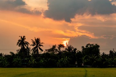 Paddy alanları ve ağaçların arkasında günbatımı.