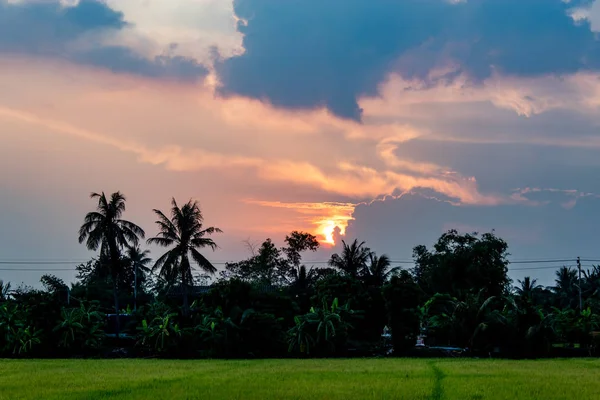 Der Sonnenuntergang Hinter Reisfeldern Und Bäumen — Stockfoto