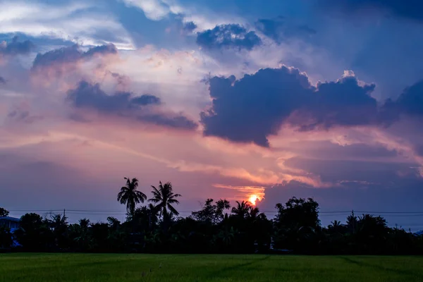 Der Sonnenuntergang Hinter Reisfeldern Und Bäumen — Stockfoto