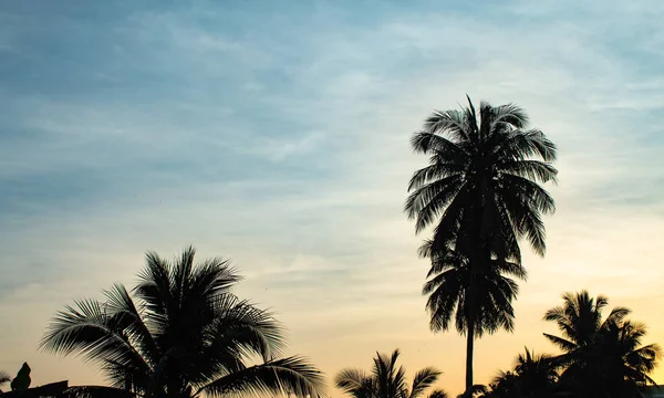 Die Morgensonne Und Kokospalmen — Stockfoto