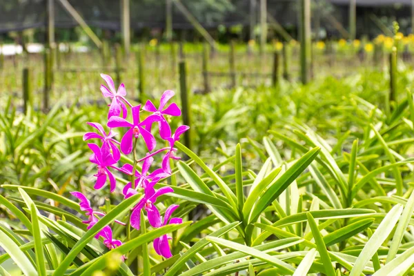 Purple orchids in Orchid Garden.