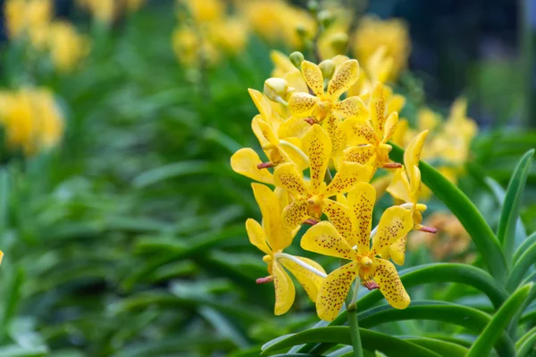 蘭園の黄色い蘭の花 — ストック写真