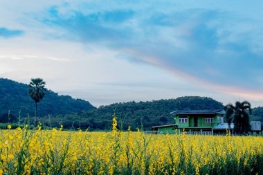 Palmiye ağaçları ve dağlar Crotalaria juncea L. çiçek arka sarı.